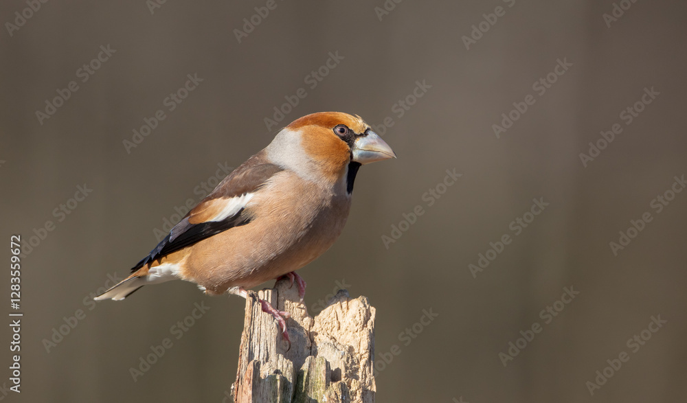 The hawfinch - male in autumn at a wet forest The hawfinch - male in autumn at a wet forest