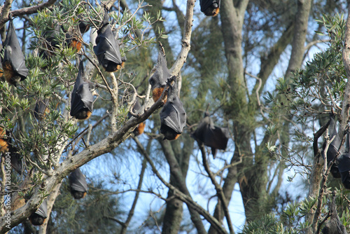 Flying fox bats at Centennial Park in Sydney.  photo