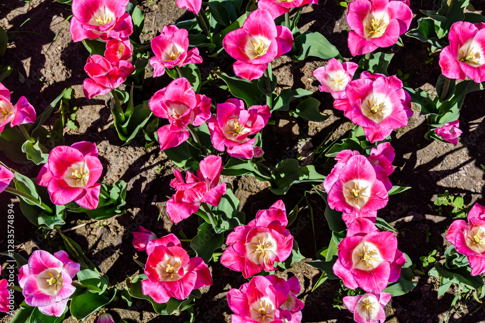 Blooming tulips in flower bed at the city park Blooming tulips in flower bed at the city park