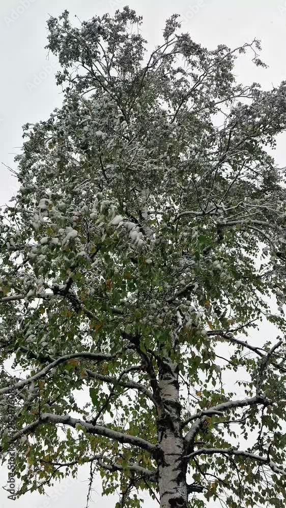 Snowflakes flying in the air and falling on the green leaves of a birch tree. Snowfall in the middle of summer. Snowfall on a summer afternoon. Vertical video. Snowflakes flying in the air and falling on the green leaves of a birch tree. Snowfall in the middle of summer. Snowfall on a summer afternoon. Vertical video.