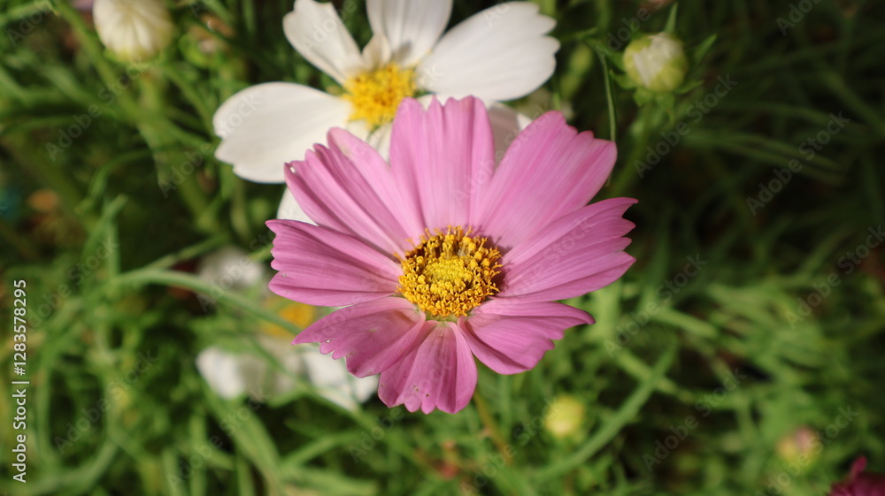 beautiful pink cosmos flower in the home garden beautiful pink cosmos flower in the home garden