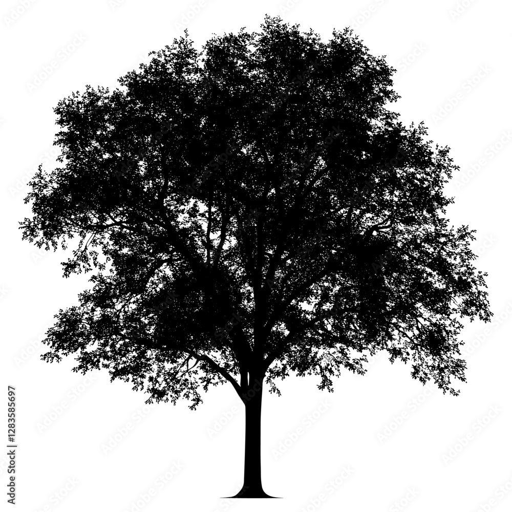 Fototapeta premium Maple tree outline silhouette white illustration vector