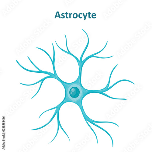 Astrocyte image, Neuroglia cell, Glial cell