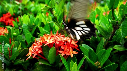 A butterfly flies over on the flower. The butterfly sucks honey from the flower. 