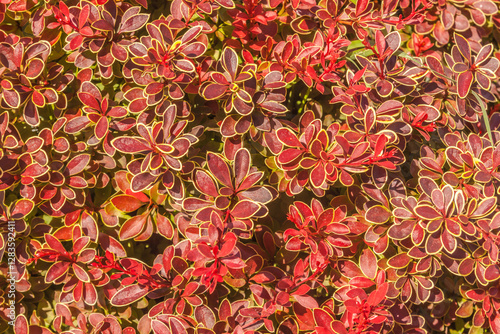 Decorative bright leaves Berberis thunbergii