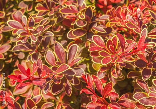 Decorative bright leaves Berberis thunbergii