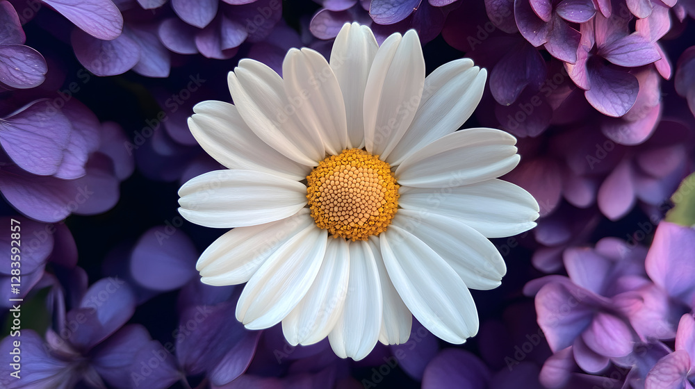 Fototapeta premium A daisy with white petals and a yellow center, nestled among purple flowers in the background 