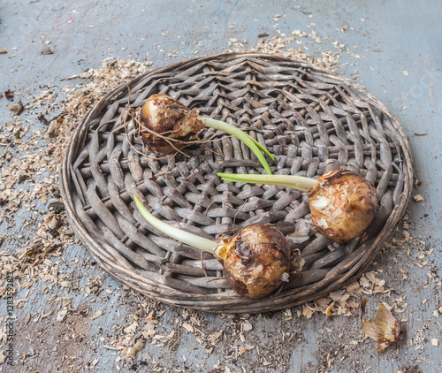 Camassia bulbs before planting on table