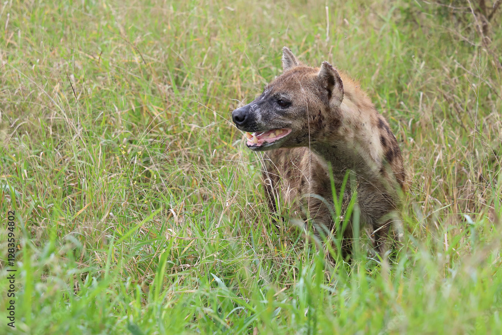 Tüpfelhyäne / Spotted hyaena / Crocuta crocuta.. Tüpfelhyäne / Spotted hyaena / Crocuta crocuta..