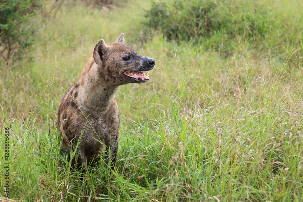 Tüpfelhyäne / Spotted hyaena / Crocuta crocuta.. Tüpfelhyäne / Spotted hyaena / Crocuta crocuta..