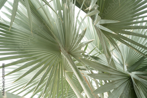 Tropical palm leaf texture, abstract nature background