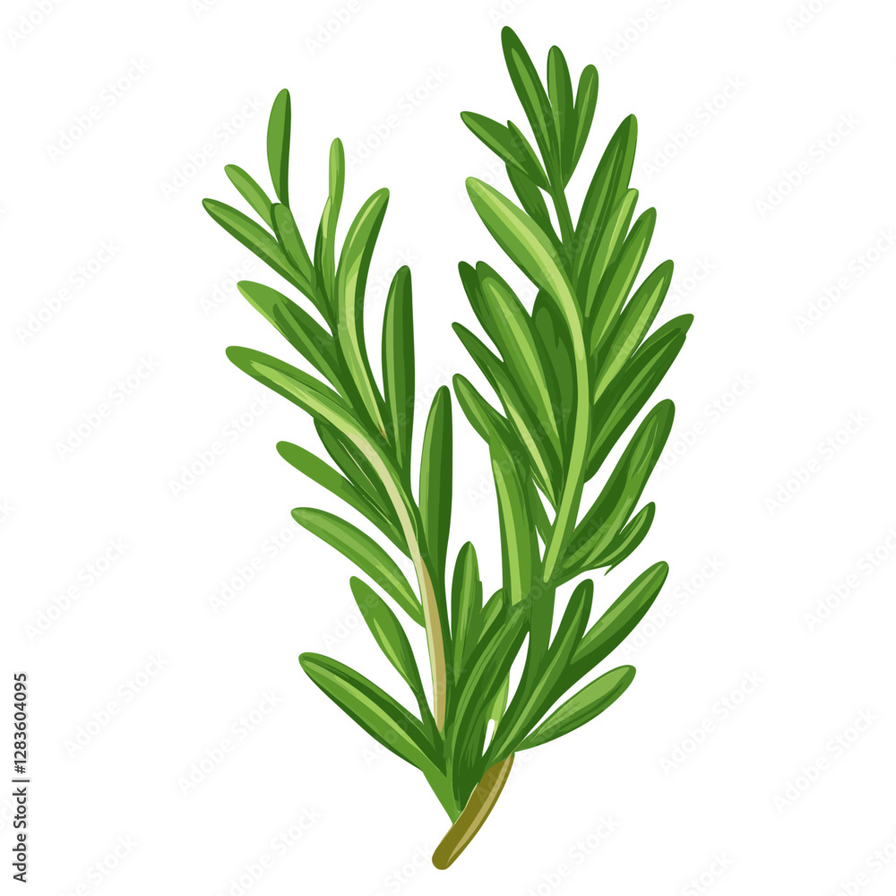Fototapeta premium Culinary rosemary herbs leaf illustration herbal design vector
