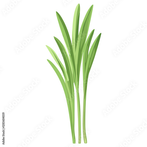 Culinary lemongrass herbs leaf leaves art illustration vector