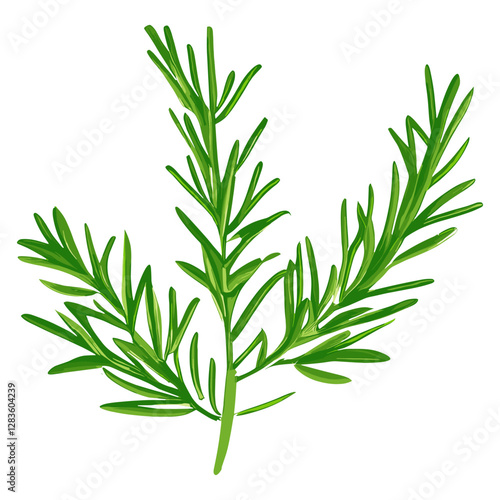 Culinary rosemary herbs leaf illustration herbal plant vector