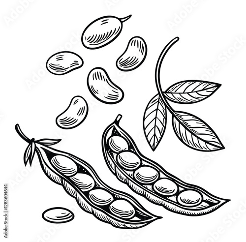 Sweet Pea outline black and white cute drawing. The vegetable is the main focus of the image. The vegetable adds a touch of nature and freshness to the scene. The image is simple and clear