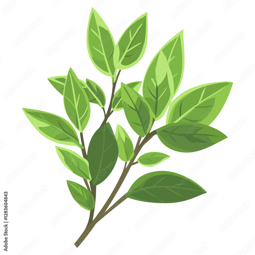 Culinary bay herb leaf illustration design plant vector Culinary bay herb leaf illustration design plant vector