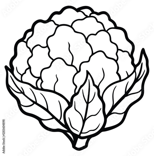 Cauliflower vegetable outline black and white cute drawing. The vegetable is the main focus of the image. The vegetable adds a touch of nature and freshness to the scene. The image is simple and clear
