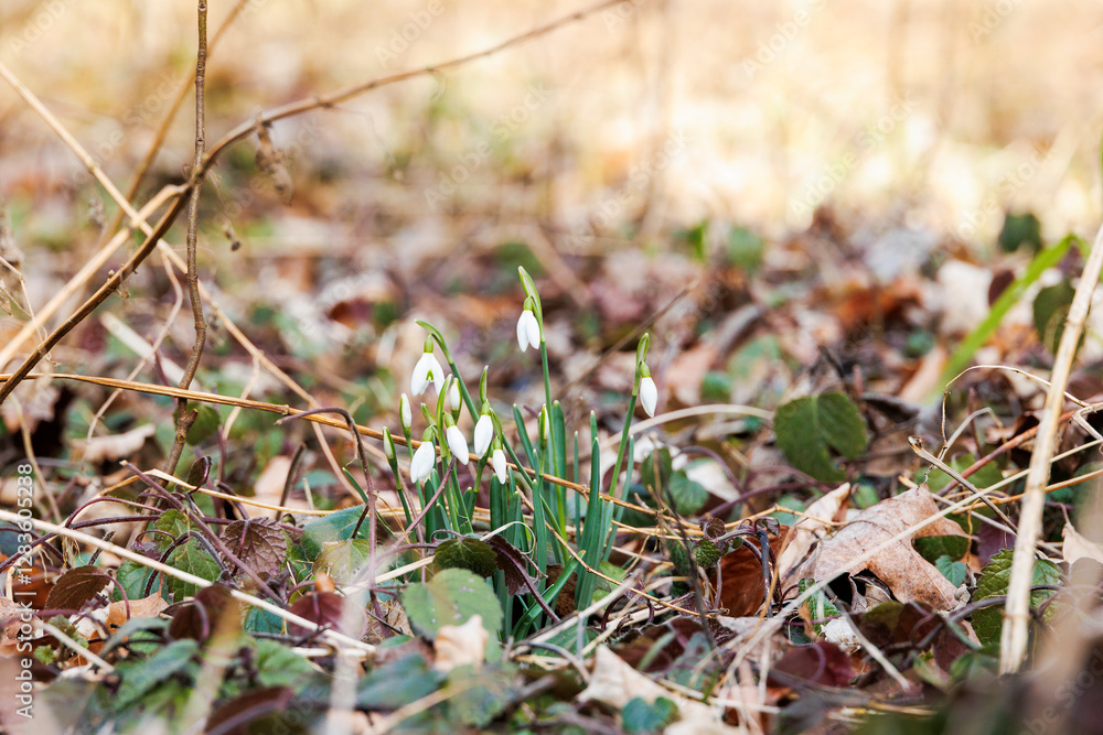 Snowdrops blooming in Siebenbrunn, Augsburg, Germany – February 21, 2025..