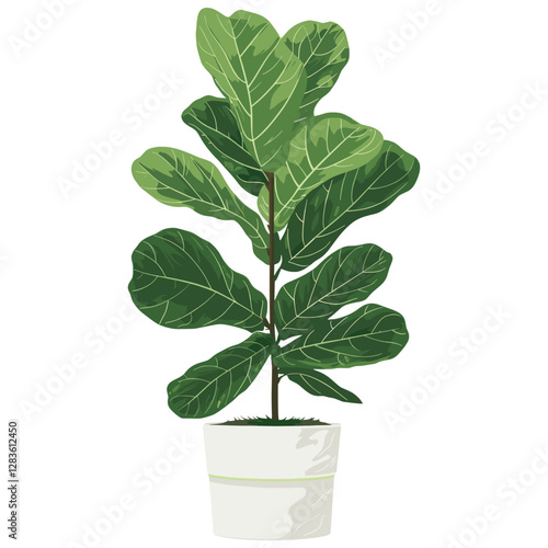 Potted fiddle leaf fig plant illustration potted botanical vector