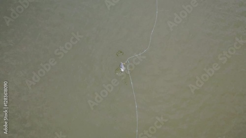Aerial wiev. Drone video. Water bird, crested grebe, with its legs entangled in a fishing net in the Baltic Sea. Conflict between nature conservation and economic activity. 