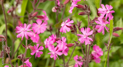 Close up of red campion silene dioica flowers in bloom