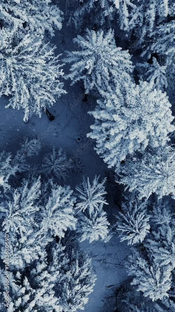 A Stunning Aerial View of a Beautiful SnowCovered Pine Forest in a Pristine Wilderness A Stunning Aerial View of a Beautiful SnowCovered Pine Forest in a Pristine Wilderness