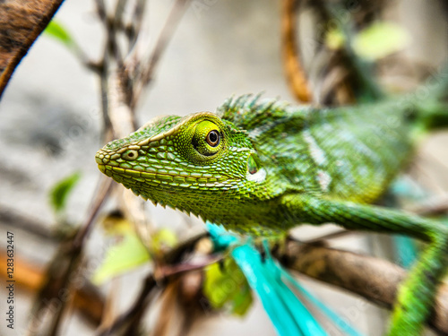 Bronchocela cristatella. Green crested chameleon photo