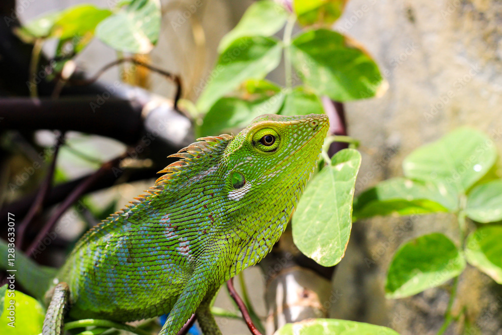 Fototapeta premium Bronchocela cristatella. Green crested chameleon