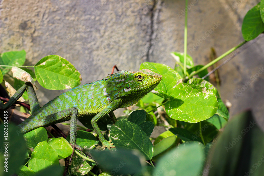 Naklejka premium Bronchocela cristatella. Green crested chameleon