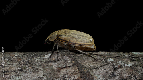 Cyphochilus beetle crawling on wooden twig at night photo