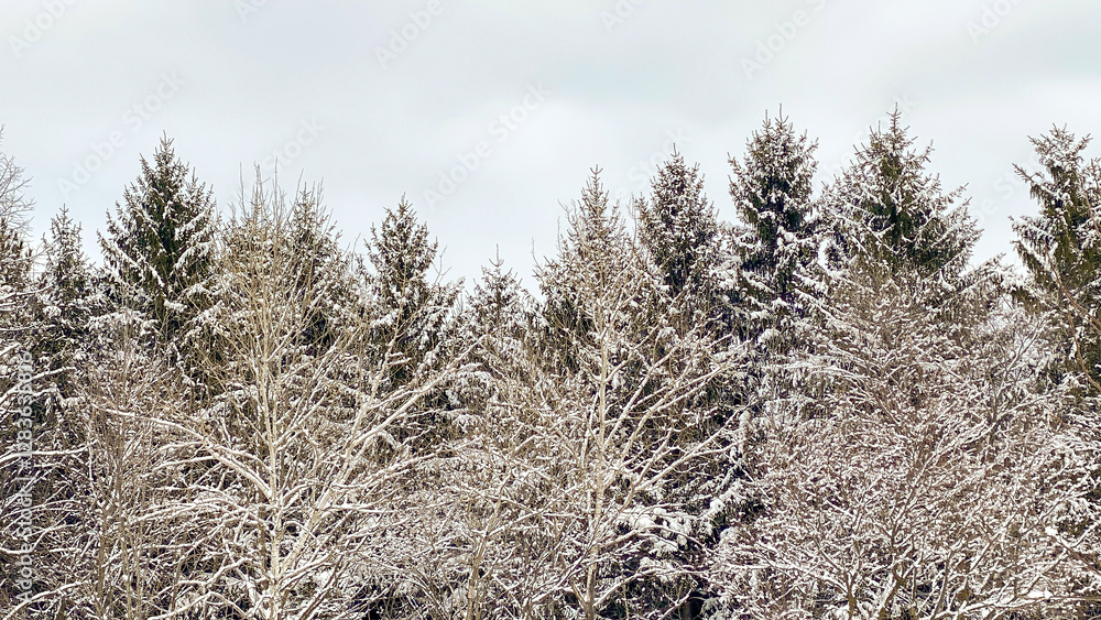 Fototapeta premium A winter treeline has snow on the trees in this natural landscape. The sky has copy space in the background. 