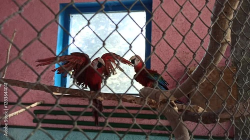 Macaw parrots sit and walk on poles in cage. Ara parrot. Tropical birds. A pair of red macaw parrots. Colorful Large macaw parrots live in cage of zoo.