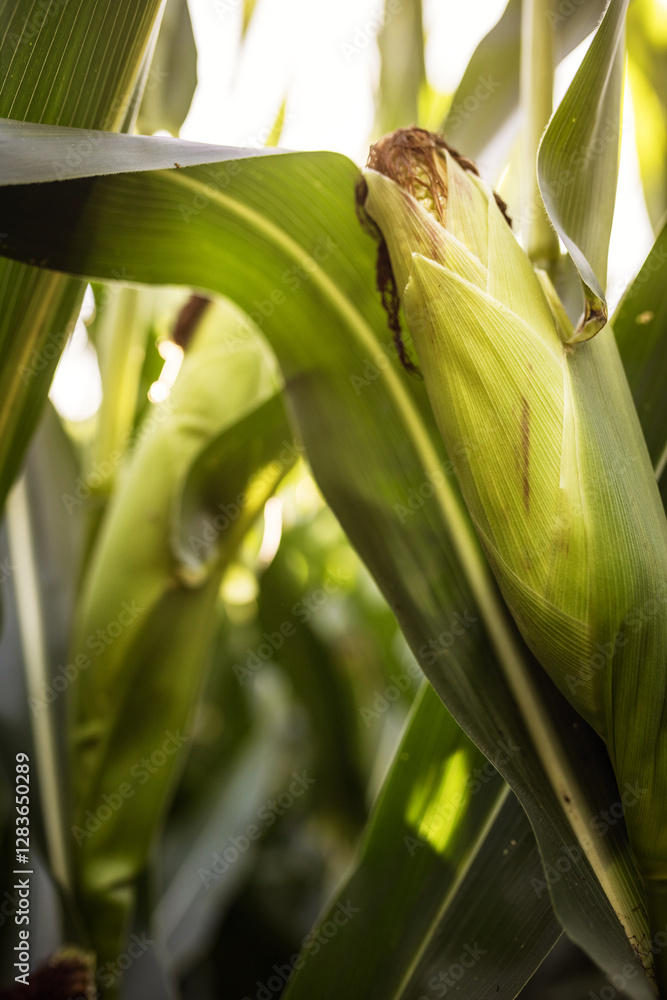 Obraz premium Sun rays breaking through green leaves of corn growing in a corn field against a blue sky, agricultural crop, corn cobs. Field Rural farm. Green 