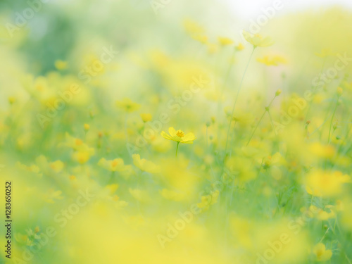 秋の公園や花壇を彩るコスモス（キバナコスモス）のある風景。背景。自然風景素材。明るい日差しでふんわりとボケた景色。