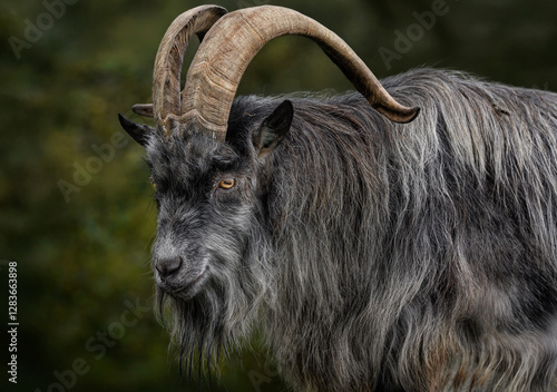 A close up of a critically endangered species, an Old Irish Goat photo