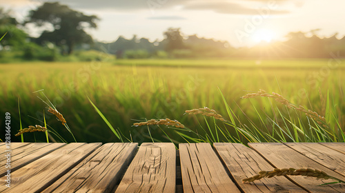 A beautiful natural background with flooring from old wooden boards and young green juicy grass in the sun with beautiful bokeh ,Background green grass in the foreground wooden fence