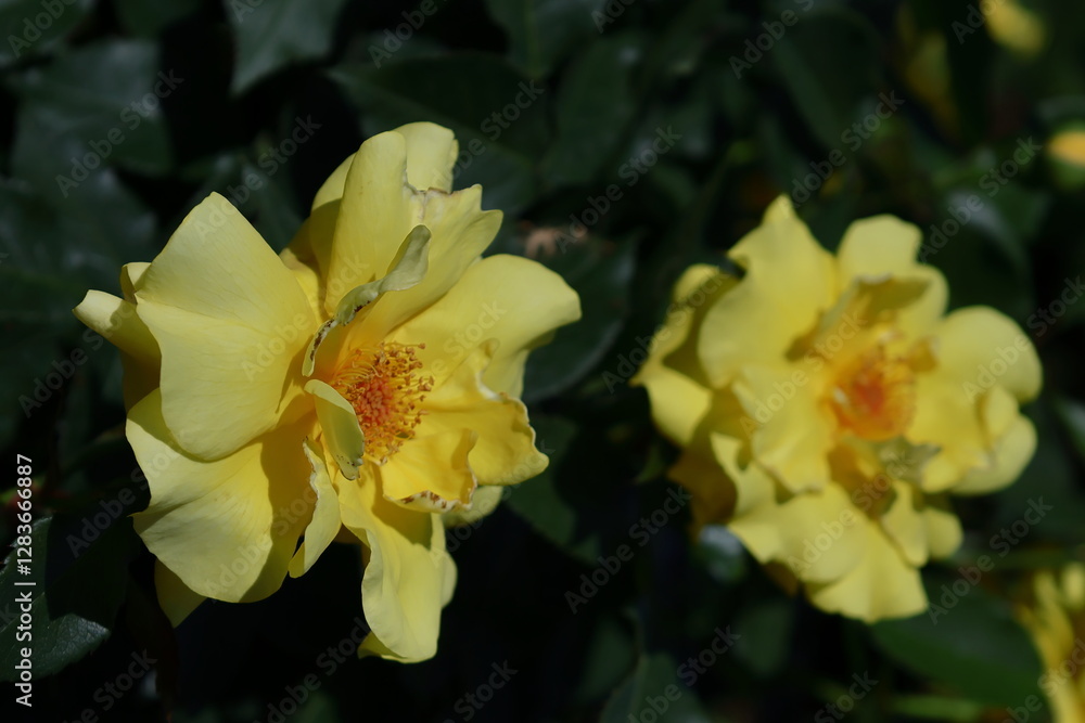 Obraz premium 花の女王