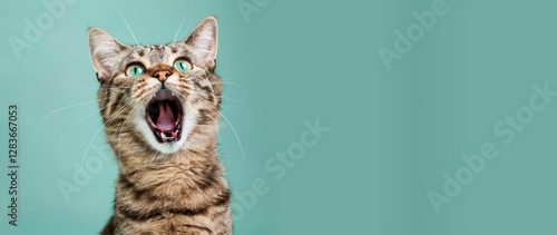 surprised striped grey cashocked screaming cat portrait close up on turquoise background copyspacet portrait close up screaming