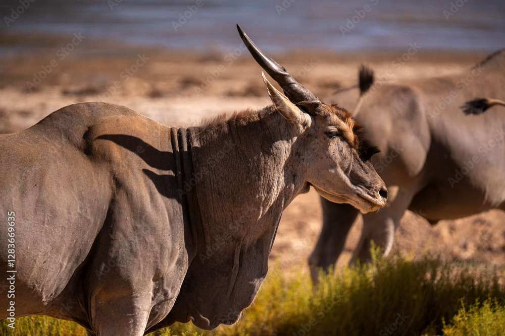 Fototapeta premium Silent Strength in the Heart of the Wild