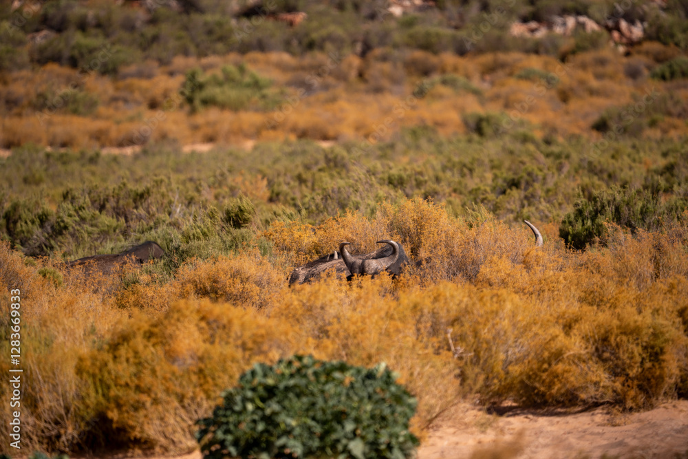 Fototapeta premium Strength and resilience in the heart of the savanna