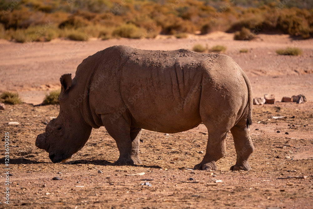 Every shot tells the story of the untamed African plains