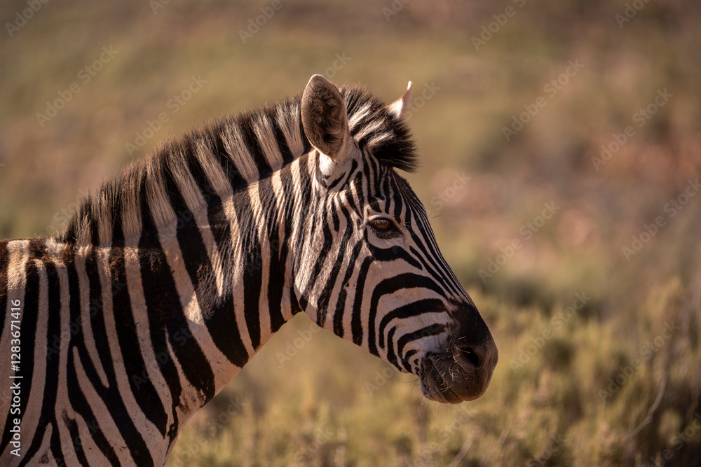 A bold display of nature’s design, zebras on the move A bold display of nature’s design, zebras on the move