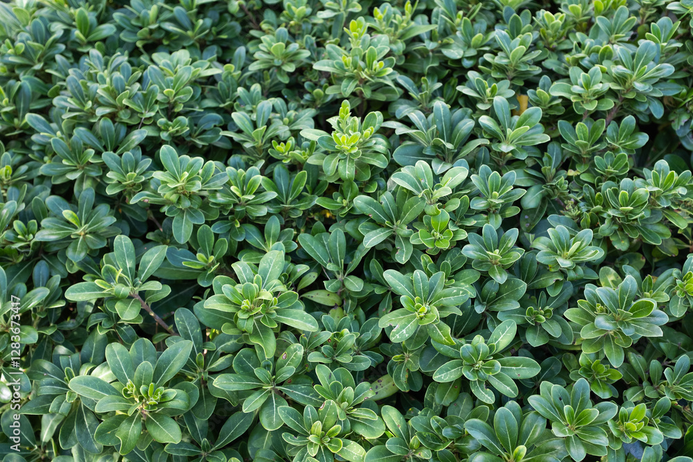 Obraz premium Evergreen japanese pittosporum. Background from green leaves Australian laurel for publication, design, poster, calendar, post, screensaver, wallpaper, cover. High quality photo
