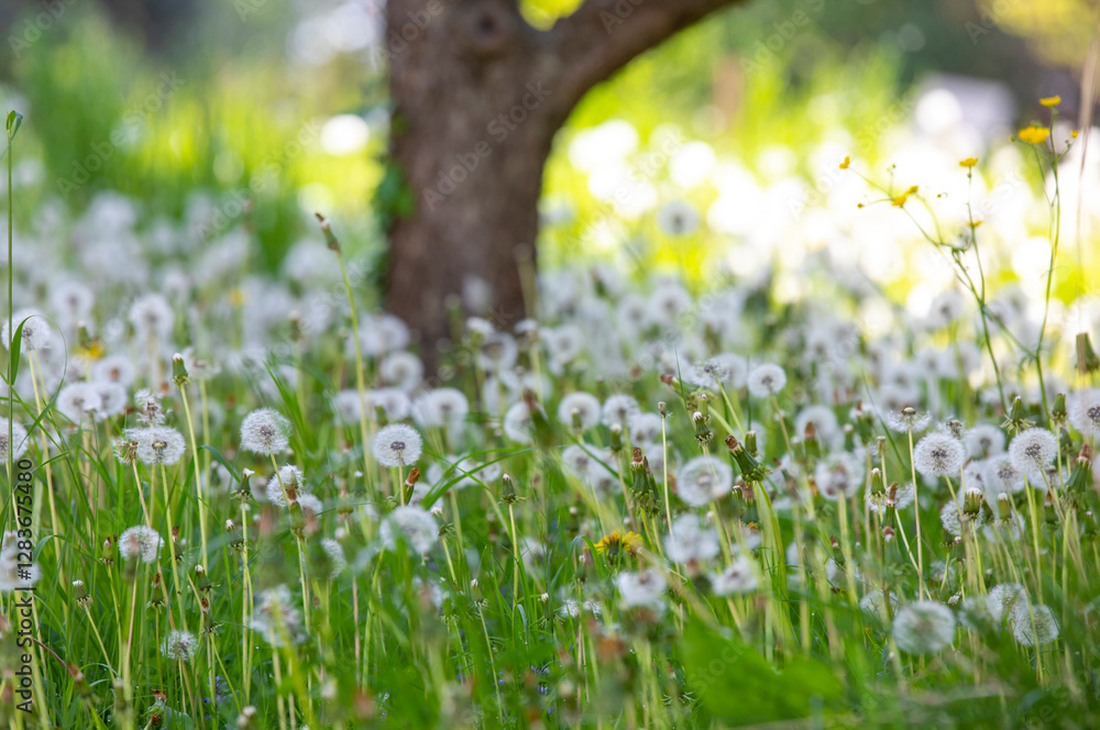 Flowering summer meadow with dandelions