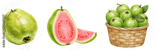 Fresh guava fruit illustrations with whole and sliced tropical fruits, watercolour style clipart collection