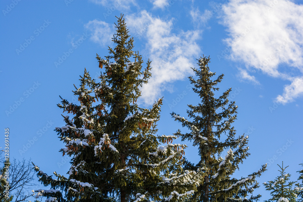 Beautiful winter scene with fir trees, Armenia Beautiful winter scene with fir trees, Armenia