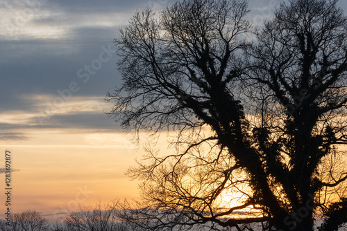 Majestic bare oak tree with tree creeper.