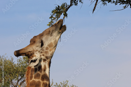 Canvas Print Giraffe / Giraffe / Giraffa camelopardalis