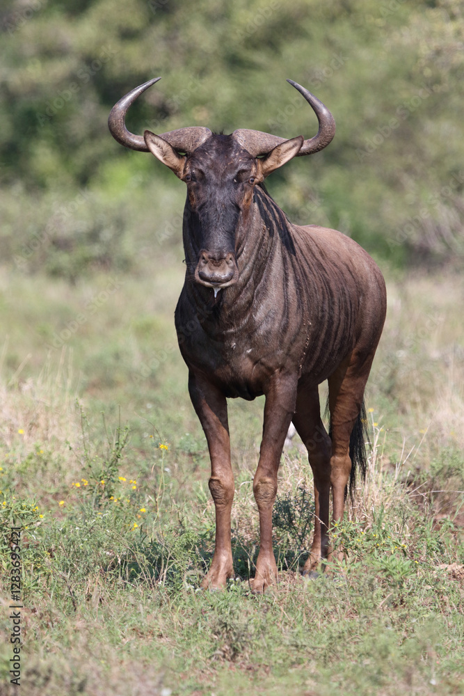 Fototapeta premium Streifengnu / Blue wildebeest / Connochaetes taurinus