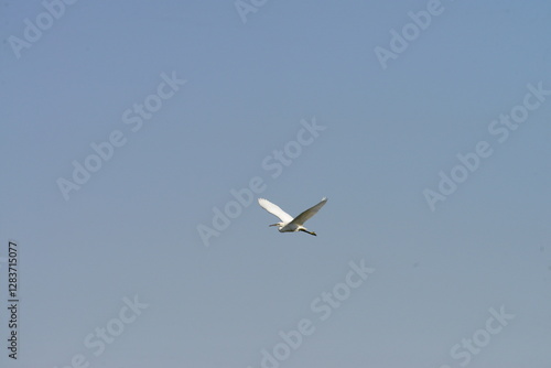 Beautiful white heron flying with the blue sky in the background